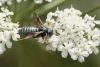 Abia fulgens